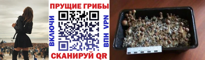Псилоцибиновые грибы Psilocybine cubensis  Бежецк 